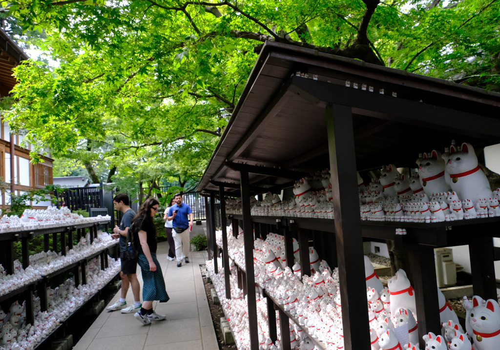 豪徳寺の招き猫