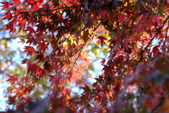 お寺の紅葉２
