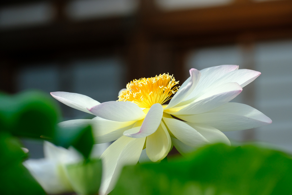 蓮華の花が開いた