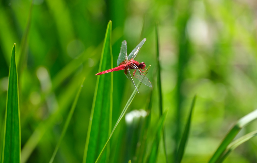 ショウジョウトンボ