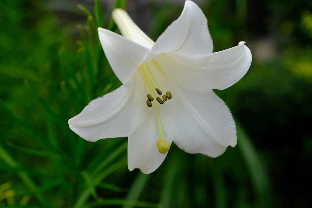 花の中