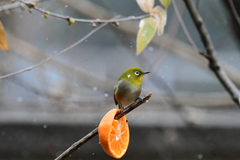 1月雪の日メジロ