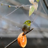 1月雪の日メジロ