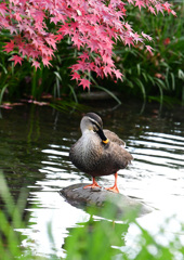 紅葉カルガモ