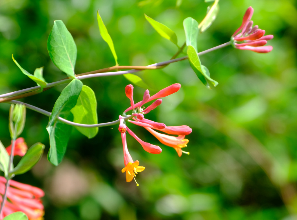 ツキヌキニンドウ２