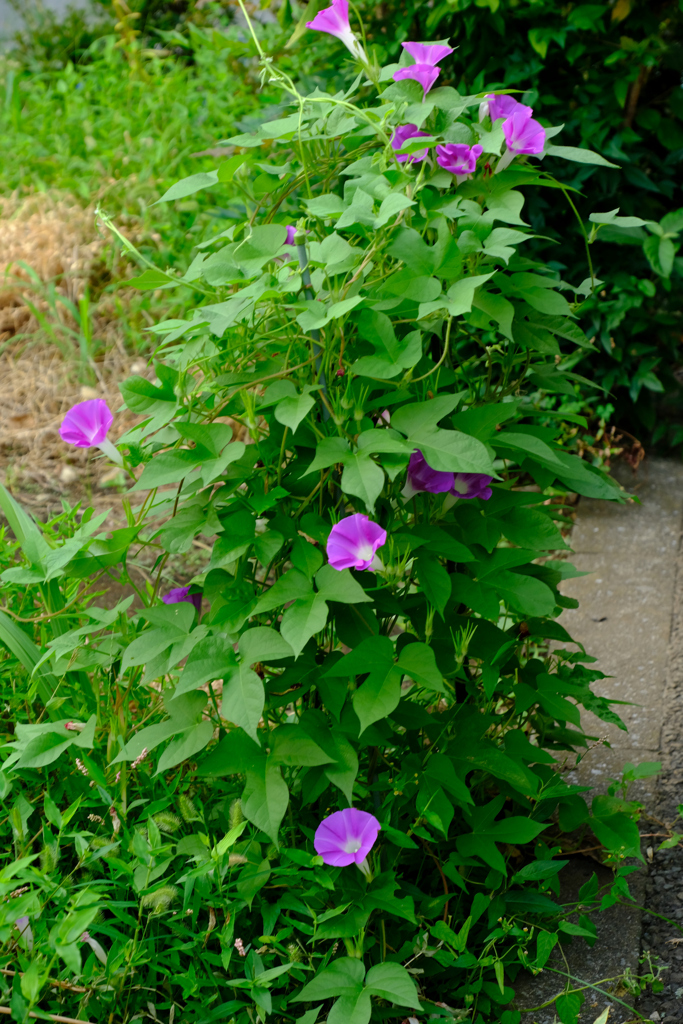 地植えのはワイルドに