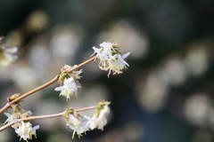 ウィンターハニーサックル