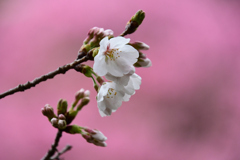 3月30日はまだつぼみ多し
