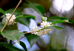 ヒイラギモクセイ３