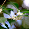 ヒイラギモクセイ３