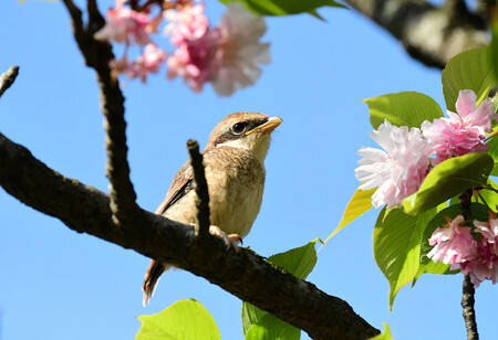 桜の中のヒナ