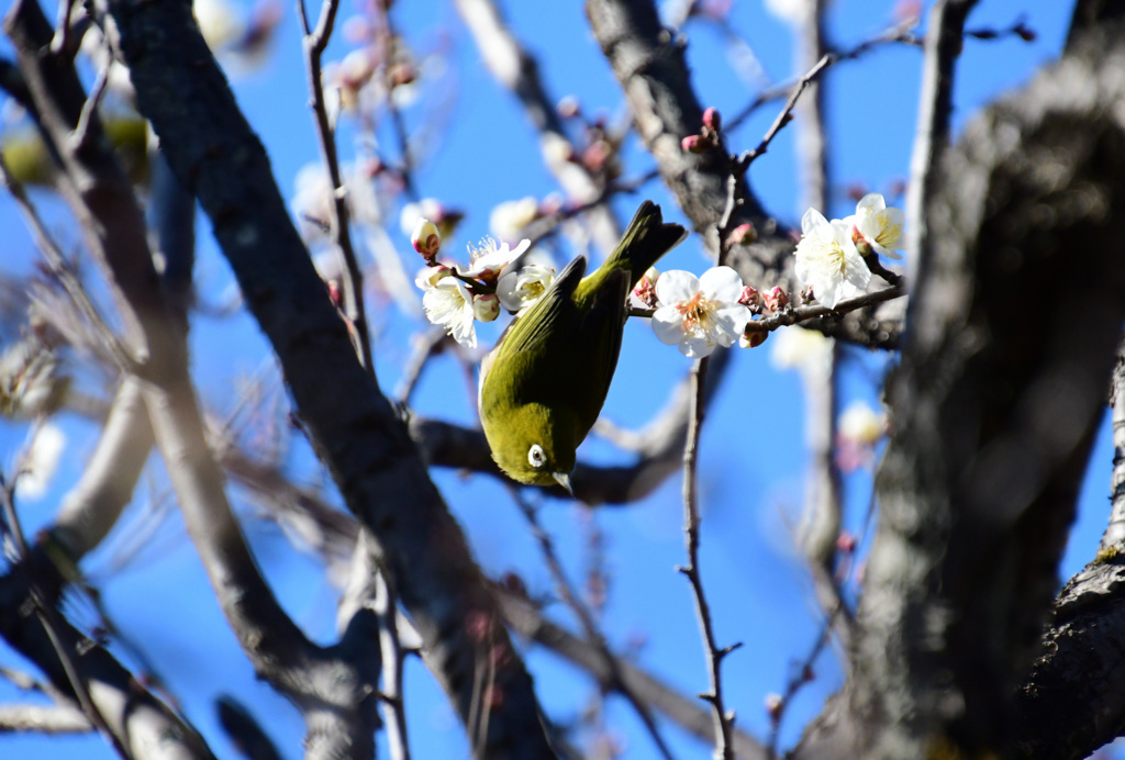 メジロスタイル