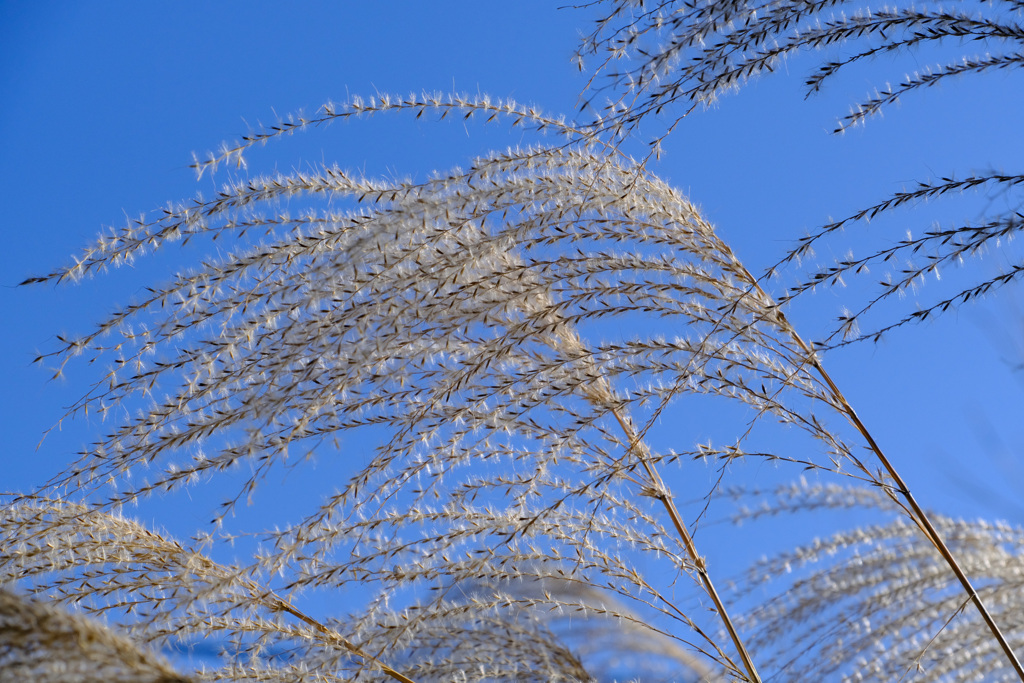 庭のススキ