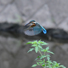 カワセミのホバリング２