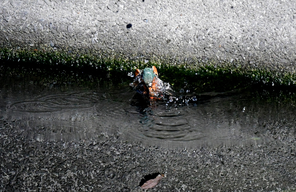 4浮上中