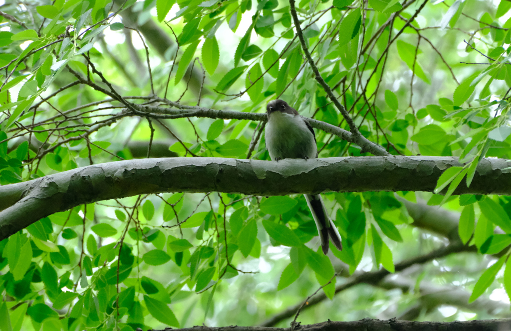 エナガの幼鳥