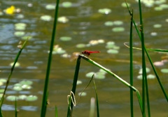 ショウジョウトンボのオス