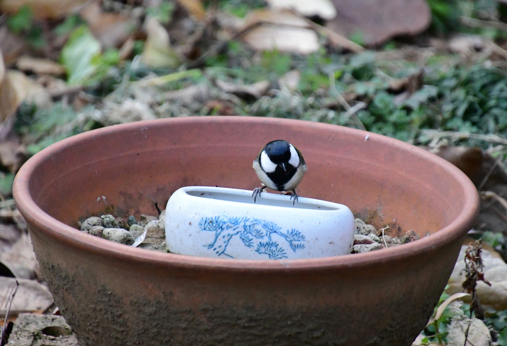 首をかしげる四十雀