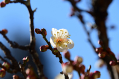 日に透ける