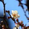 日に透ける