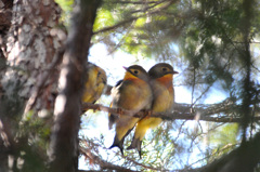 増加しているソウシチョウ