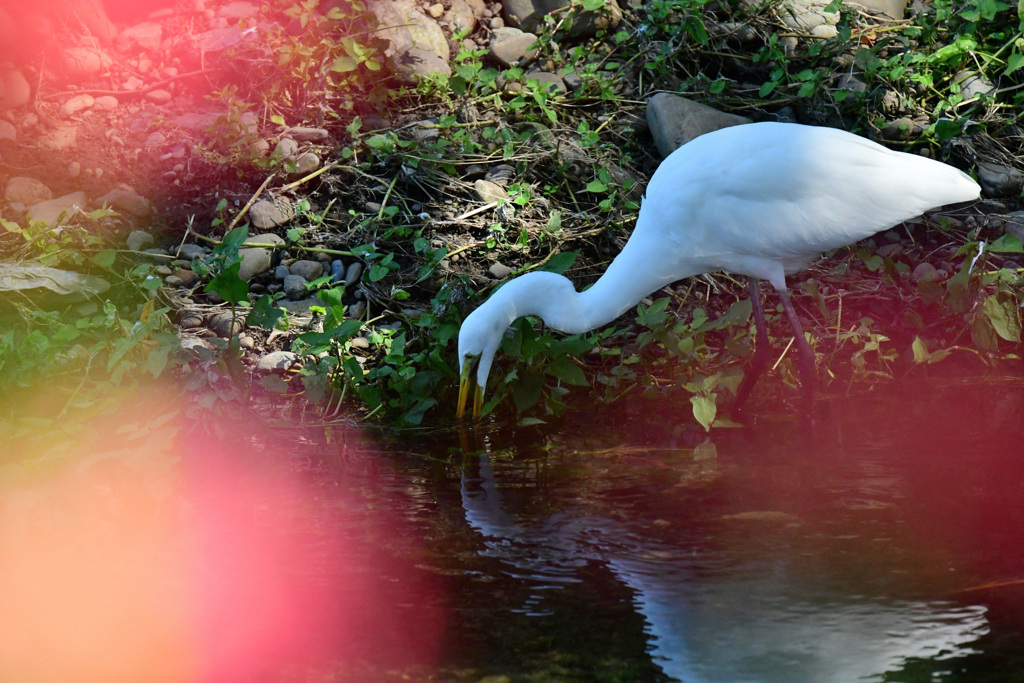 彼岸花ダイサギ ４