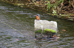 こんなところに