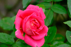 マーガレットマグレディ（英）