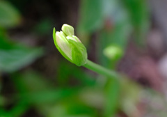 9月１９日白花A