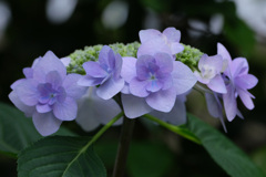 庭の紫陽花２