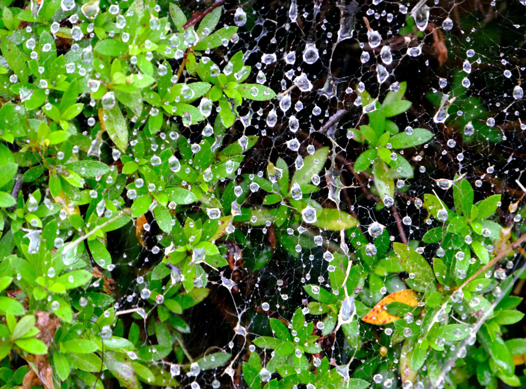 雨のたまもの