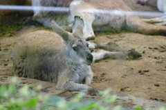 ケナガワラルー