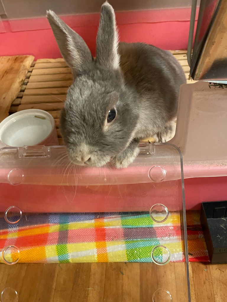ケージのポロリ