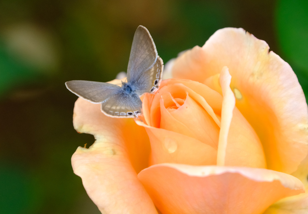 バラにに止まる