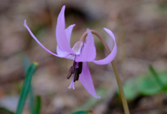 下向きの花