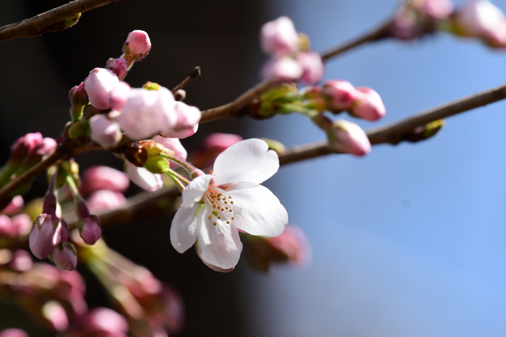 20日のソメイヨシノ