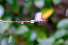 モミジの新芽に