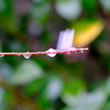 モミジの新芽に