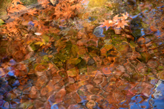 紅葉の細胞分裂