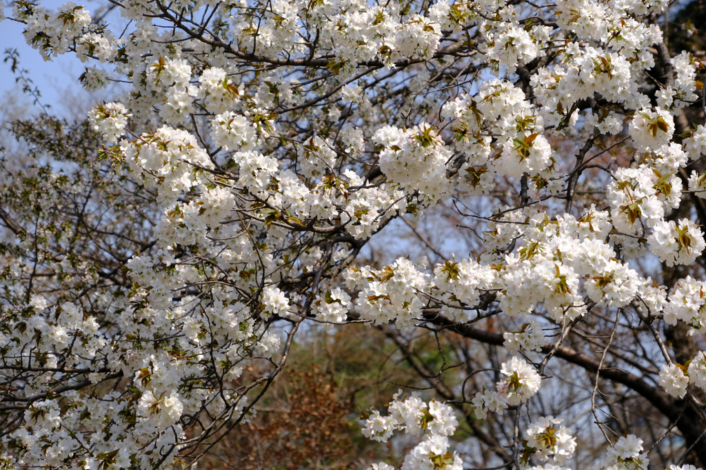 白い大きな桜 (1)