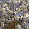 白い大きな桜 (1)