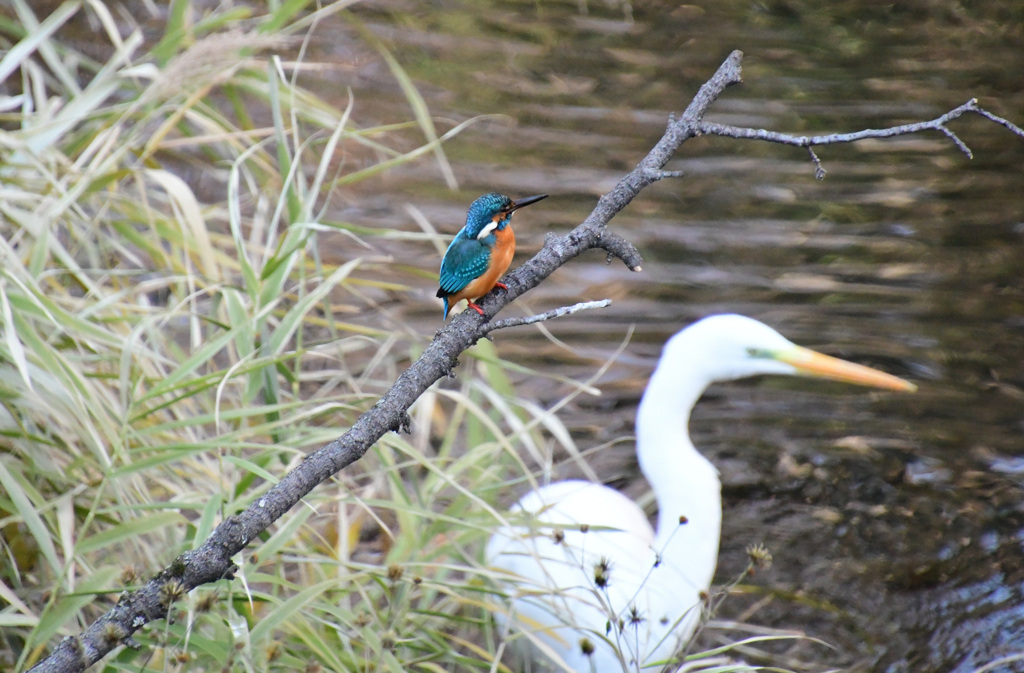 向こうへ行くの？