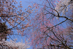 いろいろな桜