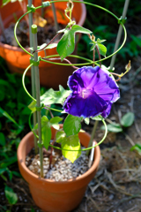 最小鉢の開花
