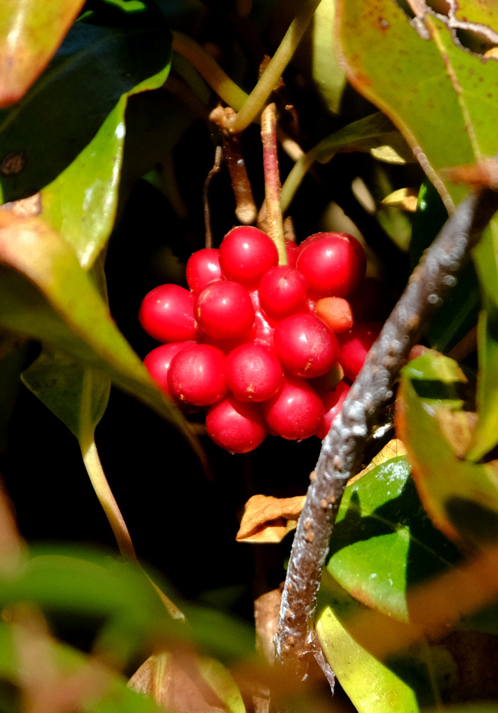 サネカズラの実２