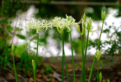 児童公園の白花曼殊沙華