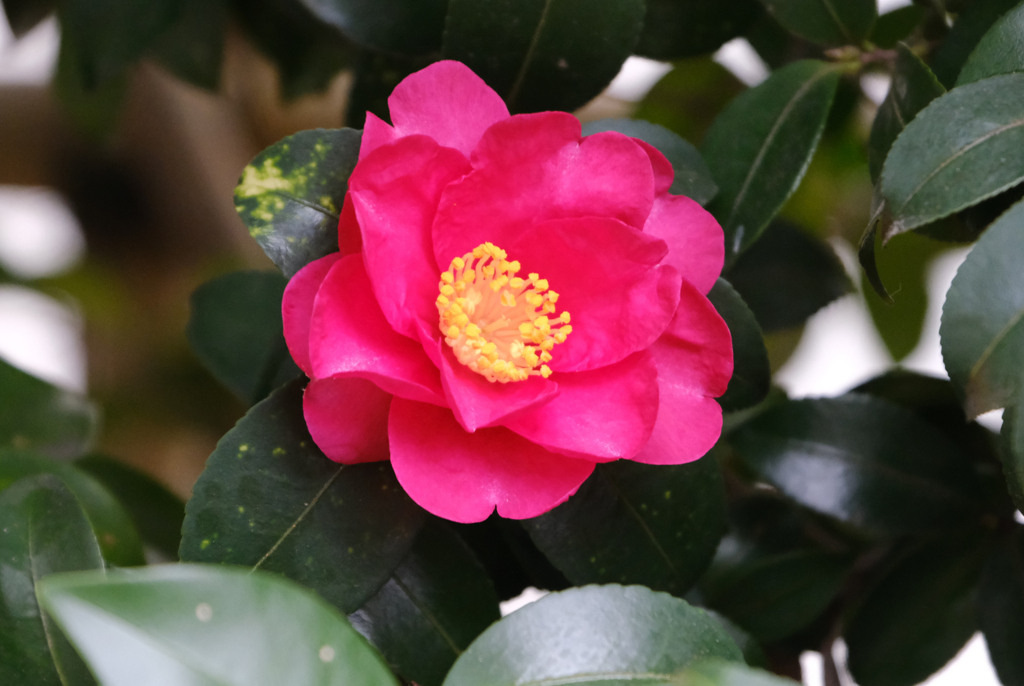 初春の希望