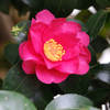 初春の希望