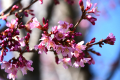 街路樹のマメ桜２