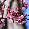 街路樹のマメ桜２